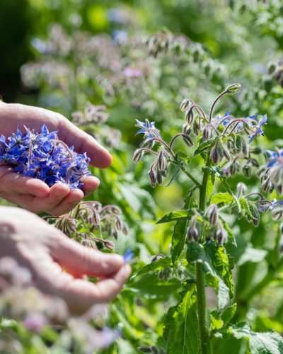 Orangery Sept 2016 – Head Chef Nathan Dimind Picking Edible Flowers From The Garden 1 Scaled
