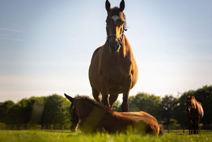Irish National Stud