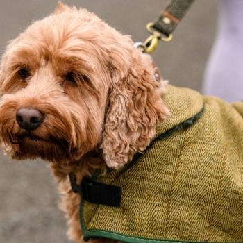 Dog on leash with tartan coat in the rain