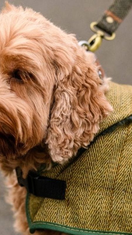 Dog on leash with tartan coat in the rain
