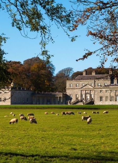 Sheep graze on the grounds of country estate in ireland