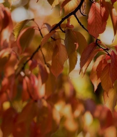 Autumn leaves close up oak tree country estate