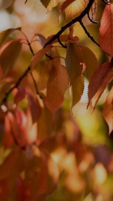 Copy-of-Untitled-4