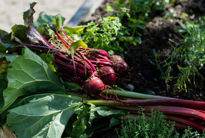 Fresh rhubard bunch from irish kitchen garden