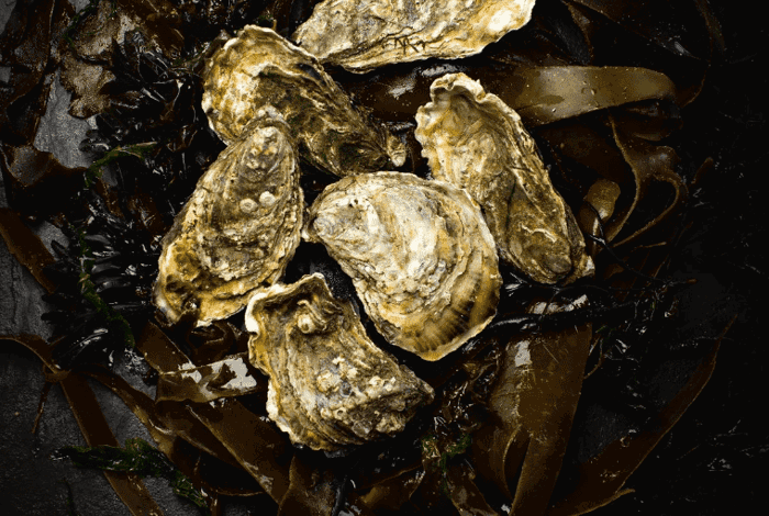 Fresh unopened oysters from local irish producers