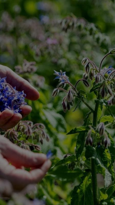 Picking flowers at country estate near dublin